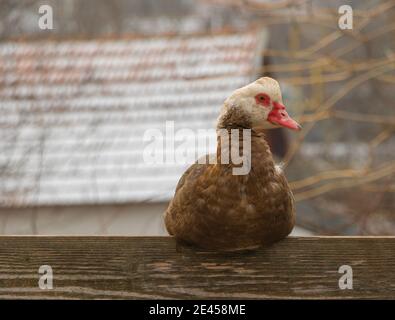 Le canard muscovy est situé sur le bord d'un bois, protège contre le gel Banque D'Images