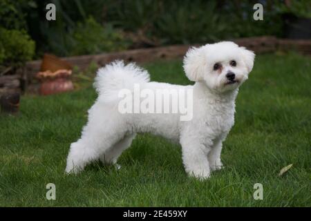 Bichon Frise dans un jardin Banque D'Images