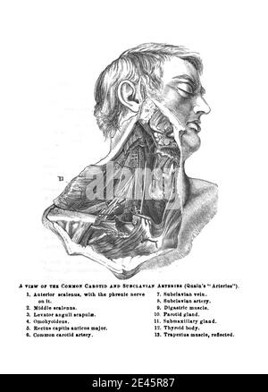 Structure des branches communes de la carotide et de l'artère sous-clavière à partir d'un ancien manuel d'anatomie Banque D'Images