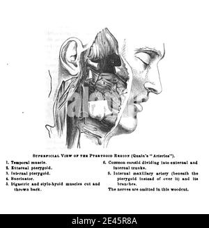 Muscles de la région ptérygoïdienne dans la fosse infrasporale du crâne d'un ancien manuel d'anatomie Banque D'Images