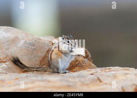 Le moins chipmunk, Neotamias minimus, ou Tamias minimus, assis sur des rochers ou un Boulder mangeant du pain un touriste lui a jeté. Wyoming, États-Unis. Banque D'Images