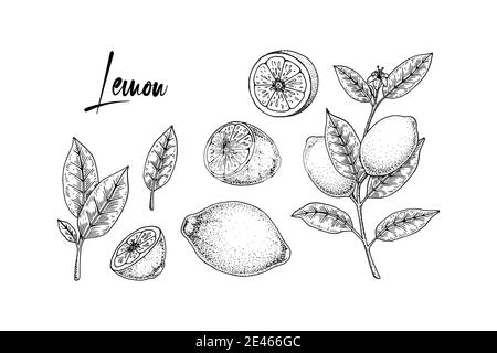 Ensemble d'éléments de décoration citron dessinés à la main. Citron entier, tranche, branche avec fleur et feuilles. Illustration vectorielle dans le style d'esquisse. Plan de rappel d'immunité Illustration de Vecteur