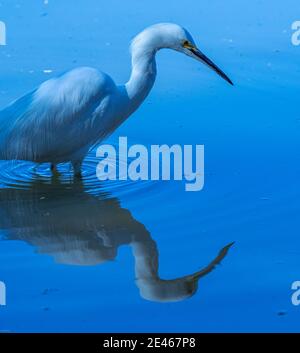 Un grand Egret debout dans l'eau avec réflexion Banque D'Images