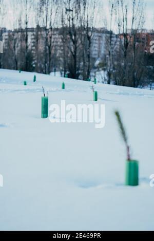 Gros plan de sapin nouvellement planté à l'intérieur d'un tube vert après une tempête d'hiver Filomena à Madrid, Espagne Banque D'Images