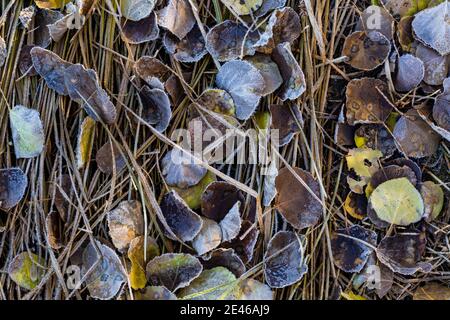 Des cryotubes de gel se forment sur des feuilles d'Aspen tremblantes lors d'une matinée d'automne le long du lac Lily sur Steens Mountain, Oregon, États-Unis Banque D'Images