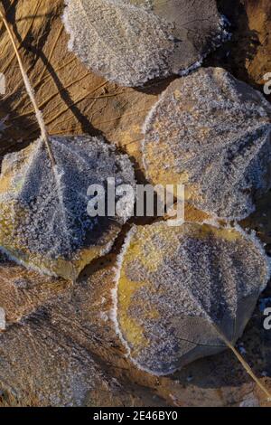 Des cryotubes de gel se forment sur des feuilles d'Aspen tremblantes lors d'une matinée d'automne le long du lac Lily sur Steens Mountain, Oregon, États-Unis Banque D'Images