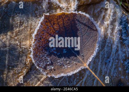 Des cryotubes de gel se forment sur des feuilles d'Aspen tremblantes lors d'une matinée d'automne le long du lac Lily sur Steens Mountain, Oregon, États-Unis Banque D'Images