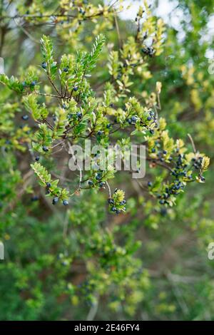 Branche de Myrtus communis avec baies parmi les feuilles vertes. Evergreens. Banque D'Images