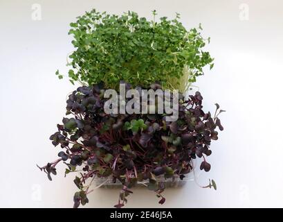 Des plantes microvertes saines de roquette verte et de radis pourpre poussant à l'intérieur récipients en plastique sur fond blanc Banque D'Images