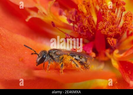 Une abeille assise dans une fleur recouverte de pollen Banque D'Images