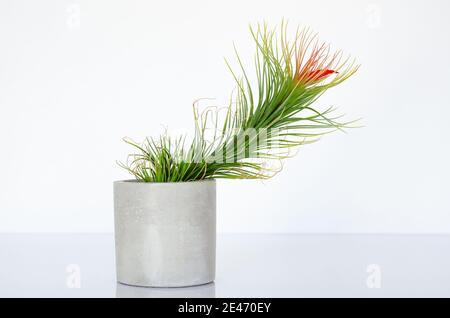 Usine d'air - Tillandsia funckiana avec des fleurs de couleur rouge dans le pot de cylindre. Banque D'Images