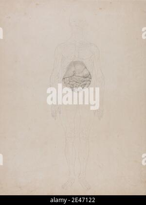 George Stubbs, 1724–1806, British, Human Figure, Anterior View (dessin-plan), 1795 à 1806. Graphite sur crème, mince, lisse, papier vélin. Étude anatomique , anatomie , étude de figure , avant , intestins , homme Banque D'Images