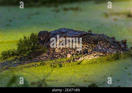 Alligator (Alligator mississippiensis) natation à travers le canard Weed, parc régional de Brazos Bend, Needeville, Texas, États-Unis Banque D'Images
