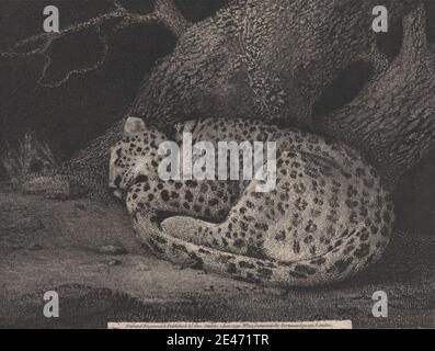 Imprimé réalisé par George Stubbs, 1724–1806, British, A Sleeping Leopard, 1791. Gravure à la roulette sur papier de vélin moyen, légèrement texturé, crème. Art animal , branches , lierre , léopard , plantes , roches (formes terrestres) , tigre Banque D'Images