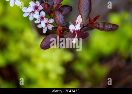 Une branche de belles fleurs et de feuilles avec un vert toile de fond dans le jardin Banque D'Images