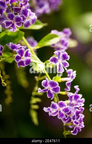 Duranta erecta, connue sous le nom de goutte d'eau dorée, de baie de pigeon et de fleur de ciel, un arbuste à fleurs tropicales de la famille Verbena Verbenaceae. Banque D'Images