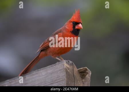 Mise au point sélective d'un cardinal mâle perché sur un journal Banque D'Images