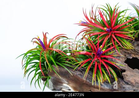 Usine d'air - Tillandsia avec fleurs colorées plantes en bois sur fond blanc. Banque D'Images