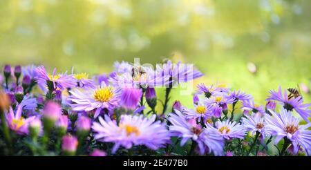 Printemps fond lumineux avec des fleurs Aster alpinus (Marguerite alpine bleue) sous la lumière du soleil. Copier l'espace Banque D'Images