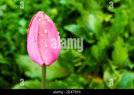 Élégante tulipe rose sur le terrain comme un concept d'amour et de romance. Fonds floraux et à base de plantes. Carte Saint-Valentin Banque D'Images