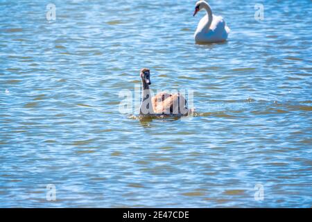 Un jeune cygne blanc brun nage sur l'eau. Portrait d'un jeune cygne gris nageant sur un lac. Le cygne muet, nom latin Cygnus olor. Banque D'Images