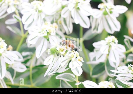 Petite abeille assise sur une fleur blanche. Banque D'Images