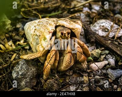 Gros plan d'un crabe ermite dans une coquille de mollusque sur le sol rocailleux Banque D'Images