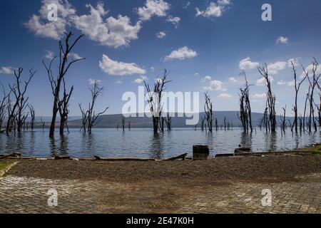 Arbres morts le long des rives du lac Nakuru, Kenya Banque D'Images