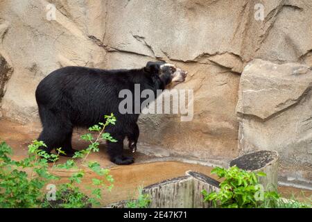 Un ours spectaculaire (Tremarctos ornatus), également connu sous le nom d'ours andin, ou ours à courte face andin, en captivité au zoo de Lincoln Park à Chicago. Banque D'Images