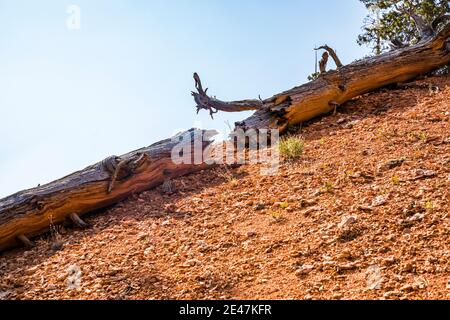 Un arbre déchu se divise en deux, situé sur une colline aride, dans le parc national de Bryce Canyon, Utah, États-Unis. Banque D'Images