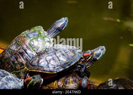 Groupe de curseurs à oreilles rouges ou Trachemys scripta elegans dans le pool. Des dizaines de tortues coulissantes à ventre jaune bronzant sur une surface en bois. Banque D'Images