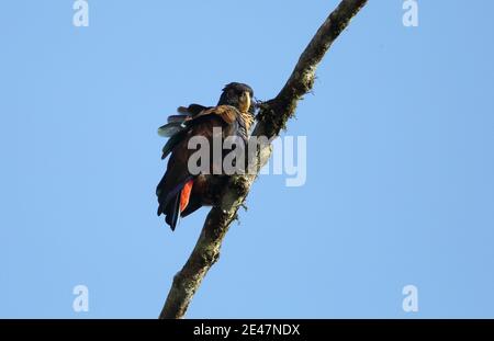 Perroquet à ailes de bronze (Pionus chalcopterus) à Equador Banque D'Images