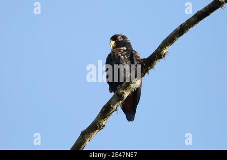 Perroquet à ailes de bronze (Pionus chalcopterus) à Equador Banque D'Images