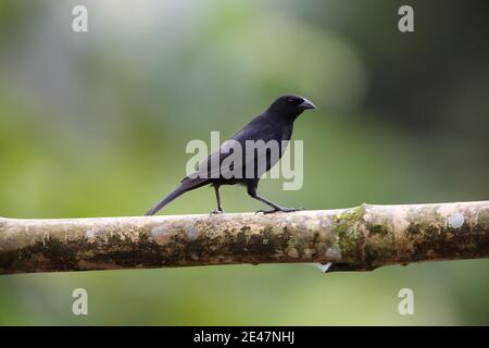 Gommage blackbird (Dives warczewiczi) à Equador Banque D'Images