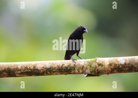 Gommage blackbird (Dives warczewiczi) à Equador Banque D'Images