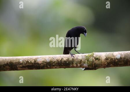 Gommage blackbird (Dives warczewiczi) à Equador Banque D'Images