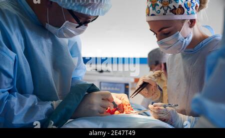 Chirurgien en plastique et assistant portant des masques médicaux et des gants stériles tout en utilisant des instruments médicaux et en enlevant l'excès de graisse de l'abdomen du patient. Concept d'abdominoplastie. Banque D'Images