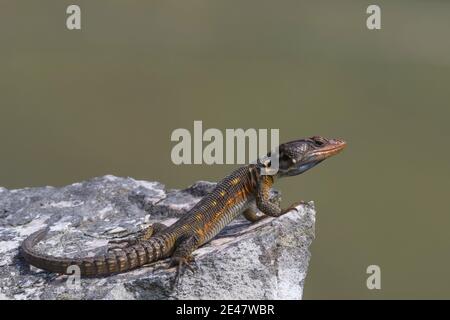 Crag du cap Lizard Banque D'Images