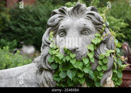 Statue de lion de jardin avec des vignes surcultivées couvrant sa face New York Banque D'Images