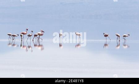 Flamants du lac Natron, Tanzanie Banque D'Images