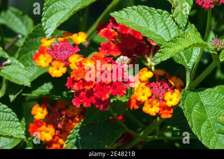 Drapeau espagnol fleurs Lantana camara Banque D'Images