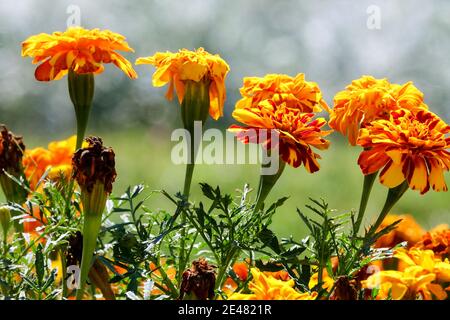 Fleurs orangées têtes de fleurs de souci africain, Tagetes Banque D'Images