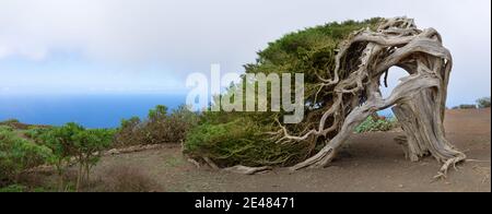 El Hierro - le célèbre genièvre de Sabina, point de repère de l'île Banque D'Images