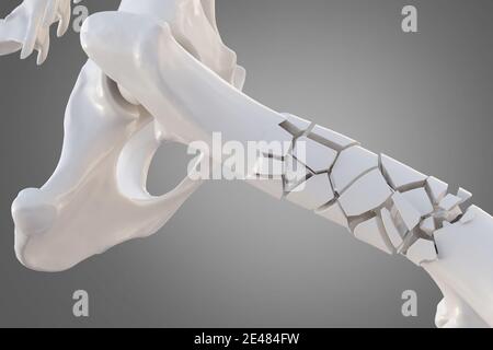 Fémur de chien cassé avec d'autres os visibles. Illustration 3d du squelette canin Banque D'Images