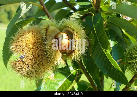 Chataignes Comestibles Sur Jeune Chataignier En Plantation Avec Coquille Photo Stock Alamy