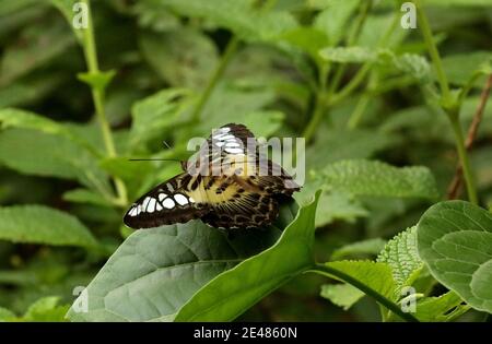 Clipper Butterfly, Parthenos sylvia, Sammillan Shetty's Butterfly Park, Beluvai, Karnataka India Banque D'Images