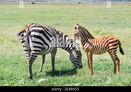 Le zèbre d'adulte de Grant debout avec son ennemi dans la zone de conservation du cratère de Ngorongoro, Tanzanie, Afrique de l'est. Beauté dans la nature sauvage et conc. De voyage Banque D'Images