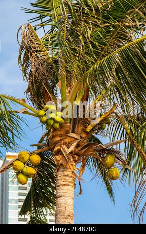 Cocotiers thaïlandais avec jeunes noix de coco vertes sur la plage Du Golfe de Thaïlande Banque D'Images