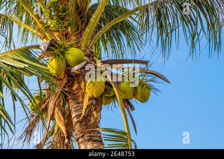 Cocotiers thaïlandais avec jeunes noix de coco vertes sur la plage Du Golfe de Thaïlande Banque D'Images