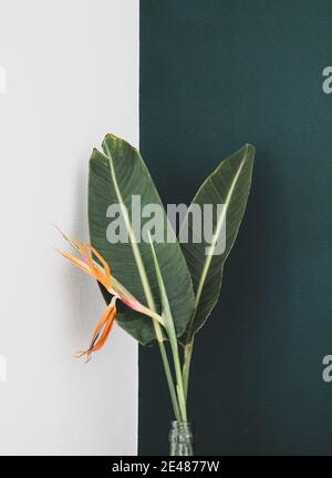 Strelitzia (oiseau de fleur de paradis) dans un vase en verre isolé contre un vert et blanc mur coloré Banque D'Images